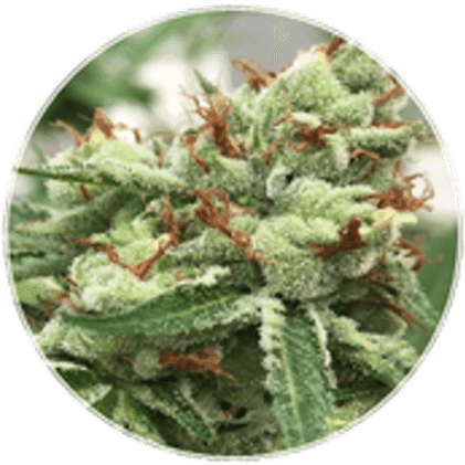 BlueBerries Psychoactive Cannabis Dry Flower