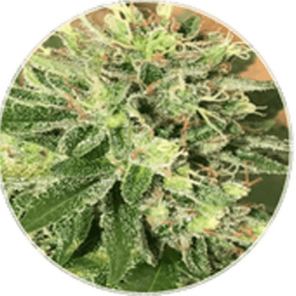 BlueBerries Psychoactive Cannabis Dry Flower