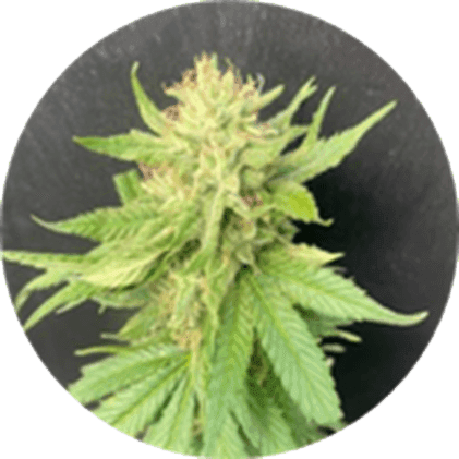 BlueBerries Psychoactive Cannabis Dry Flower