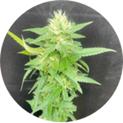 BlueBerries Psychoactive Cannabis Dry Flower