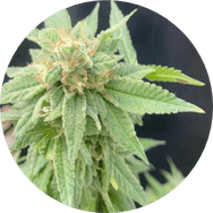 BlueBerries Psychoactive Cannabis Dry Flower