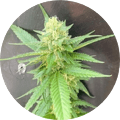 BlueBerries Psychoactive Cannabis Dry Flower