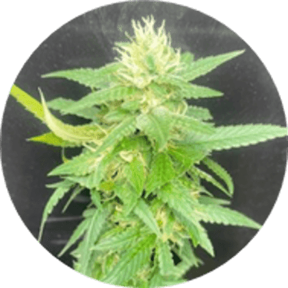 BlueBerries Psychoactive Cannabis Dry Flower
