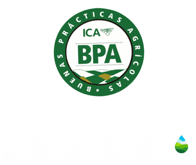ICA BPA