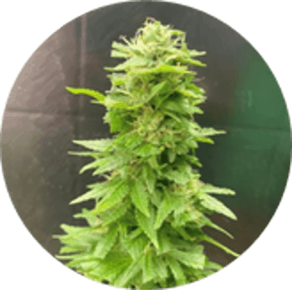 BlueBerries Psychoactive Cannabis Dry Flower