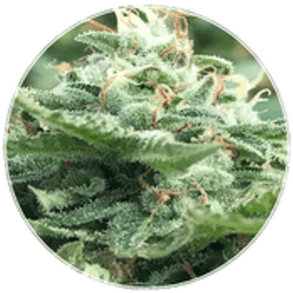BlueBerries Psychoactive Cannabis Dry Flower