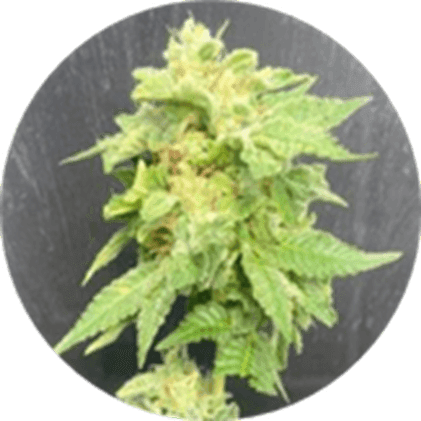 BlueBerries Psychoactive Cannabis Dry Flower