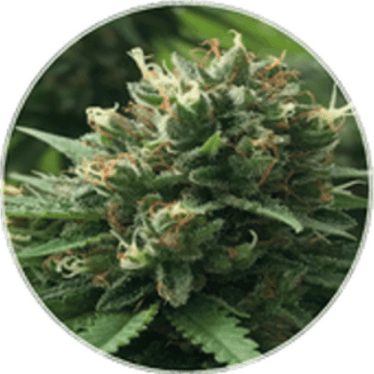 BlueBerries Psychoactive Cannabis Dry Flower