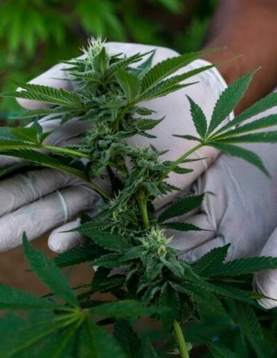 Pharmacol Cannabis Production Licenced Company Colombia