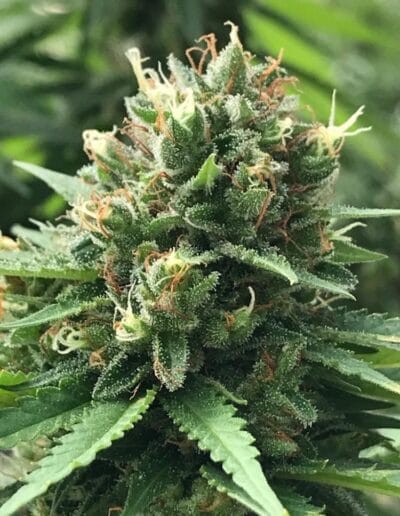 Pharmacol Cannabis Production Licenced Company Colombia 10