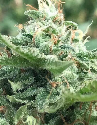 Pharmacol Cannabis Production Licenced Company Colombia 11