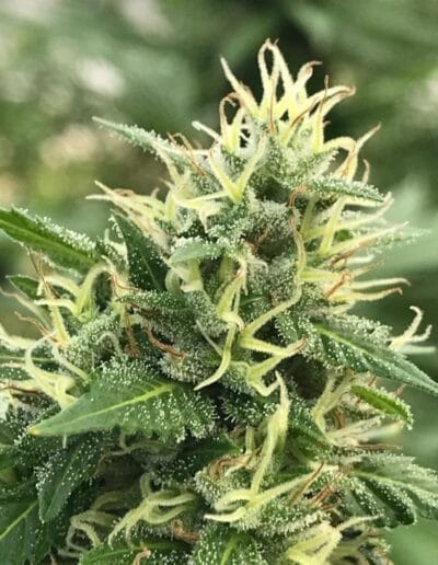 Pharmacol Cannabis Production Licenced Company Colombia 12
