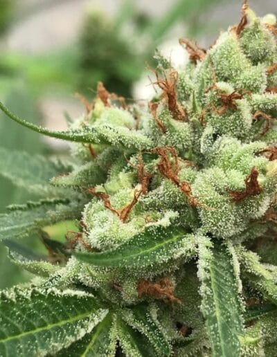 Pharmacol Cannabis Production Licenced Company Colombia 13
