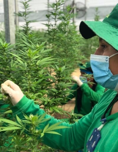 Pharmacol Cannabis Production Licenced Company Colombia 14