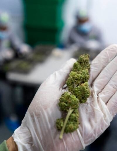 Pharmacol Cannabis Production Licenced Company Colombia (3)
