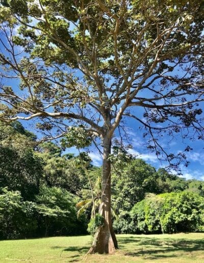 Pharmacol Cannabis Production Licenced Company Colombia