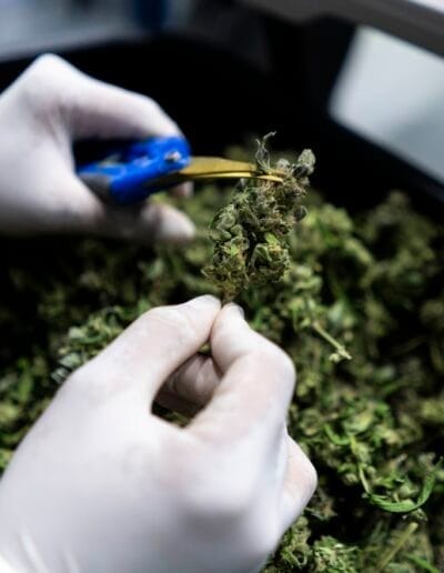 Pharmacol Cannabis Production Licenced Company Colombia 6