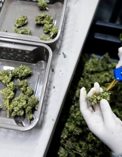 Pharmacol Cannabis Production Licenced Company Colombia 7 Pharmacol Cannabis Production Licenced Company Colombia 7