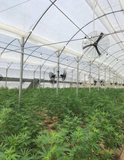 Pharmacol Cannabis Production Licenced Company Colombia 8