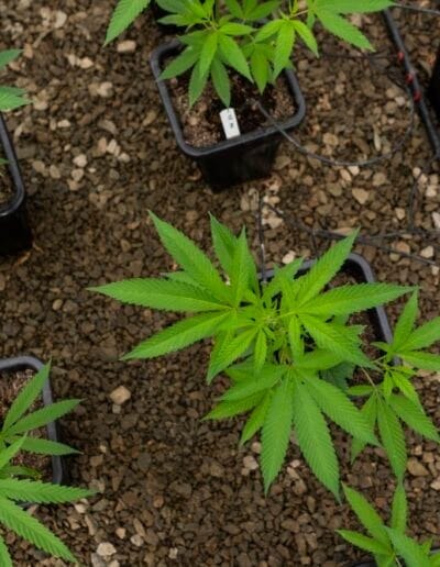 Pharmacol Cannabis Production Licenced Company Colombia 9