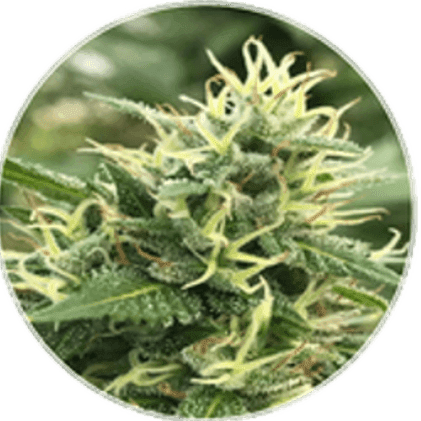 BlueBerries Psychoactive Cannabis Dry Flower
