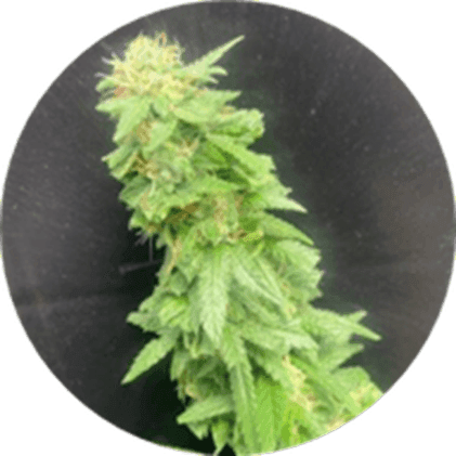 BlueBerries Psychoactive Cannabis Dry Flower