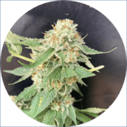 BlueBerries Psychoactive Cannabis Dry Flower