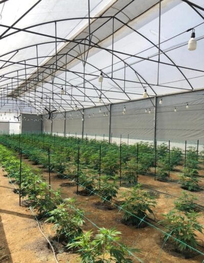 Pharmacol Cannabis Production Licenced Company in Colombia 10 Pharmacol Cannabis Production Licenced Company in Colombia