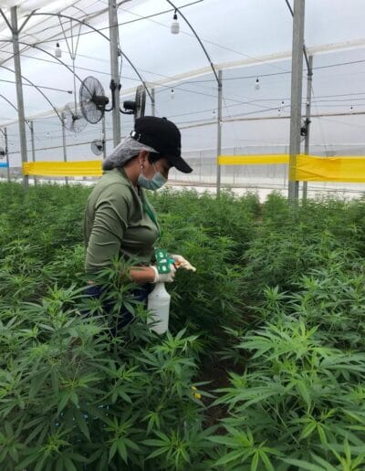 Pharmacol Cannabis Production Licenced Company in Colombia 2 Pharmacol Cannabis Production Licenced Company in Colombia