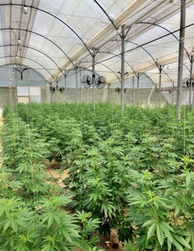 Pharmacol Cannabis Production Licenced Company in Colombia 3 Pharmacol Cannabis Production Licenced Company in Colombia