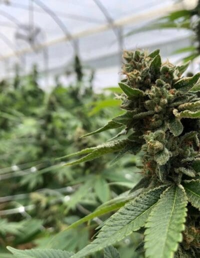 Pharmacol Cannabis Production Licenced Company in Colombia 4 Pharmacol Cannabis Production Licenced Company in Colombia