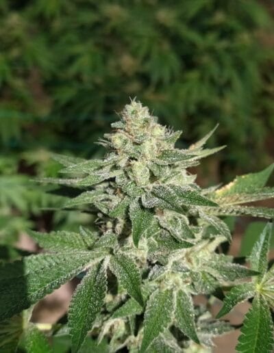 Pharmacol Cannabis Production Licenced Company in Colombia Pharmacol Cannabis Production Licenced Company in Colombia