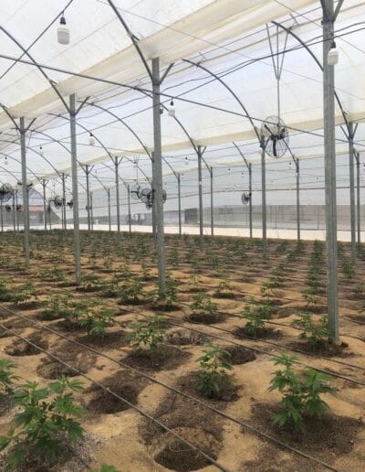 Pharmacol Cannabis Production Licenced Company in Colombia 5 Pharmacol Cannabis Production Licenced Company in Colombia