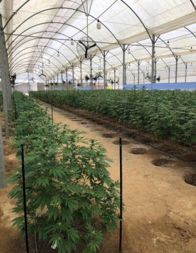 Pharmacol Cannabis Production Licenced Company in Colombia 6 Pharmacol Cannabis Production Licenced Company in Colombia