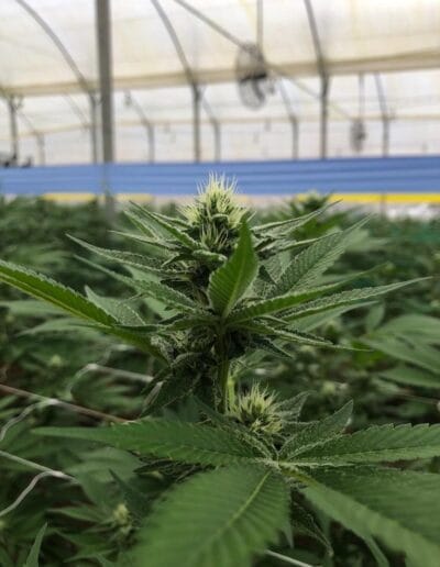 Pharmacol Cannabis Production Licenced Company in Colombia 7 Pharmacol Cannabis Production Licenced Company in Colombia