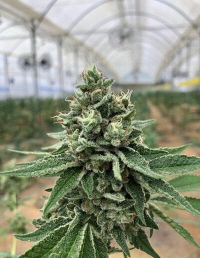 Pharmacol Cannabis Production Licenced Company in Colombia 8 Pharmacol Cannabis Production Licenced Company in Colombia