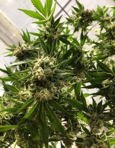 Pharmacol Cannabis Production Licenced Company in Colombia 9 Pharmacol Cannabis Production Licenced Company in Colombia