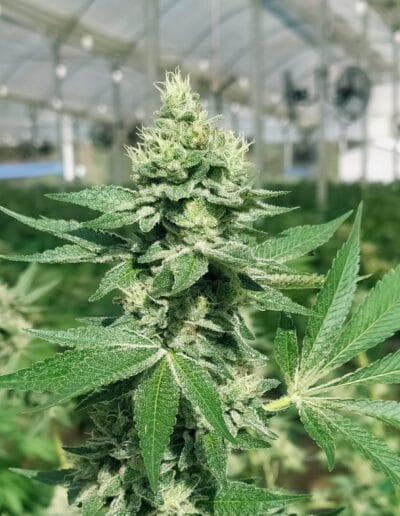 Pharmacol Cannabis Cultivation company in Colombia 2 Pharmacol Cannabis Cultivation company in Colombia 2