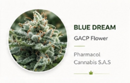 Blue Dream Genetics Psychoactive Cannabis.jpg Dry Flower Blue Dream Genetics Psychoactive Cannabis.jpg Dry Flower