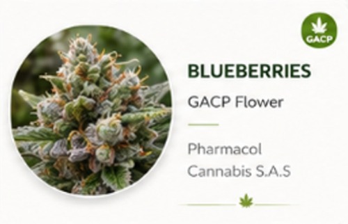 Blueberries GACP flowers Genetics Psychoactive Cannabis.jpg Dry Flower Blueberries GACP flowers Genetics Psychoactive Cannabis.jpg Dry Flower