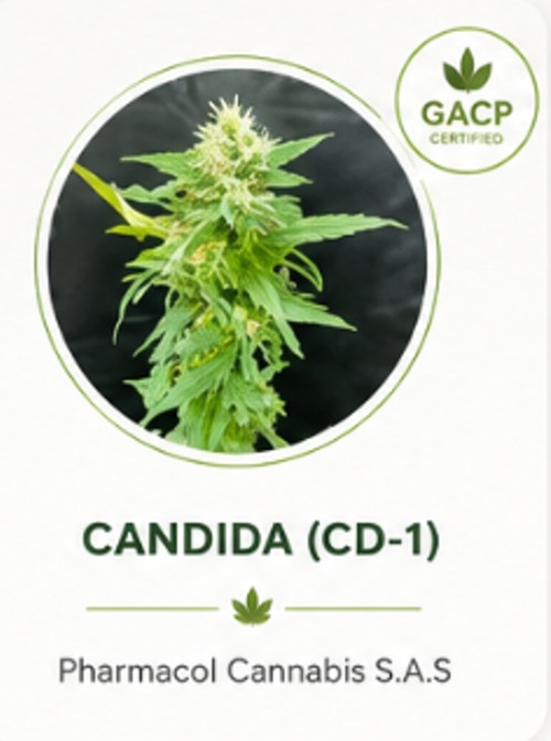 Candida CD-1 Non-Psychoactive Cannabis Dry Flower Genetics Colombia Candida CD-1 Non-Psychoactive Cannabis Dry Flower Genetics Colombia