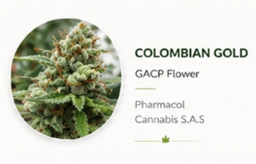 Colombian Gold Genetics Psychoactive Cannabis.jpg Dry Flower Colombian Gold Genetics Psychoactive Cannabis.jpg Dry Flower