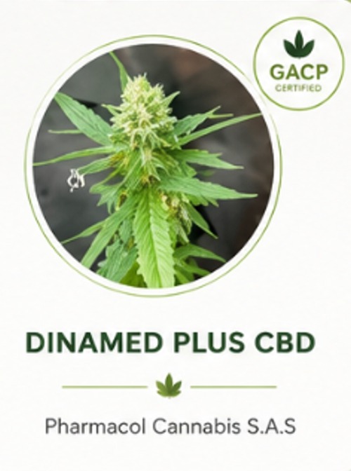 Dinamed Plus CBD Non-Psychoactive Cannabis Dry Flower Genetics Colombia Dinamed Plus CBD Non-Psychoactive Cannabis Dry Flower Genetics Colombia