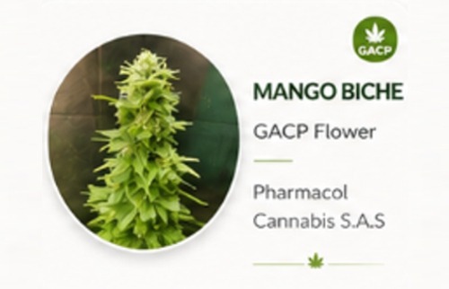 Mango Biche GACP flowers Genetics Psychoactive Cannabis.jpg Dry Flower Mango Biche GACP flowers Genetics Psychoactive Cannabis.jpg Dry Flower