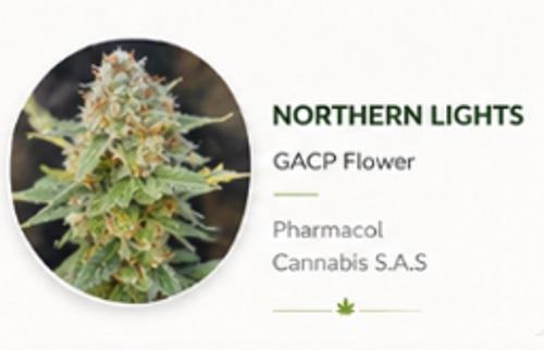 Northern lights Psychoactive Dry Flower Cannabis Northern lights Psychoactive Dry Flower Cannabis