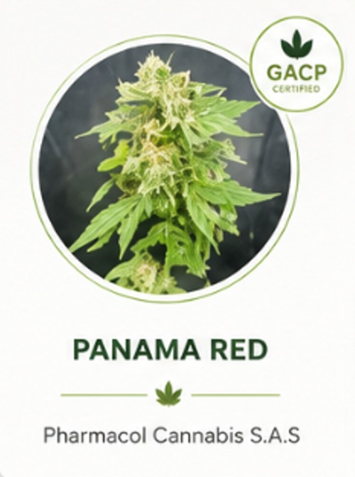 Panama Red CBD Non-Psychoactive Cannabis Dry Flower Genetics Colombia Panama Red CBD Non-Psychoactive Cannabis Dry Flower Genetics Colombia