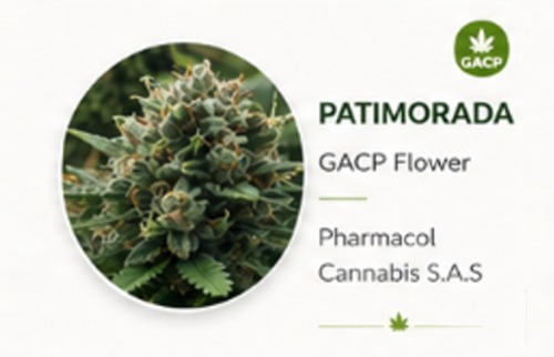 Patimorada GACP flowers Genetics Psychoactive Cannabis.jpg Dry Flower Patimorada GACP flowers Genetics Psychoactive Cannabis.jpg Dry Flower