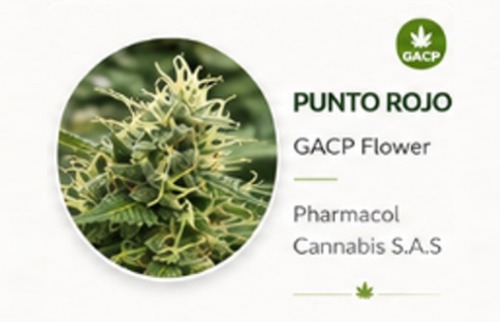 Punto Rojo GACP flowers Genetics Psychoactive Cannabis.jpg Dry Flower Punto Rojo GACP flowers Genetics Psychoactive Cannabis.jpg Dry Flower