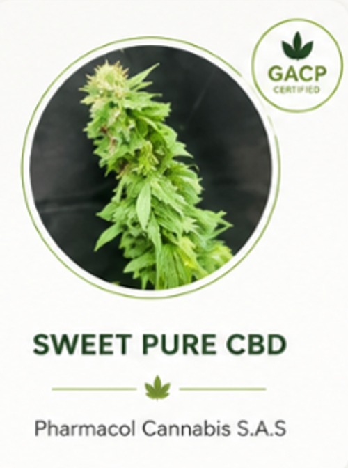 Sweet Pure CBD Non-Psychoactive Cannabis Dry Flower Genetics Colombia Sweet Pure CBD Non-Psychoactive Cannabis Dry Flower Genetics Colombia