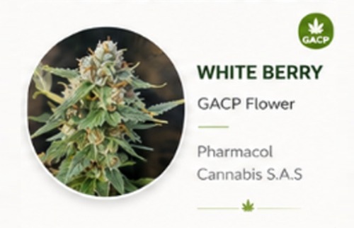 White Berry GACP flowers Genetics Psychoactive Cannabis.jpg Dry Flower White Berry GACP flowers Genetics Psychoactive Cannabis.jpg Dry Flower